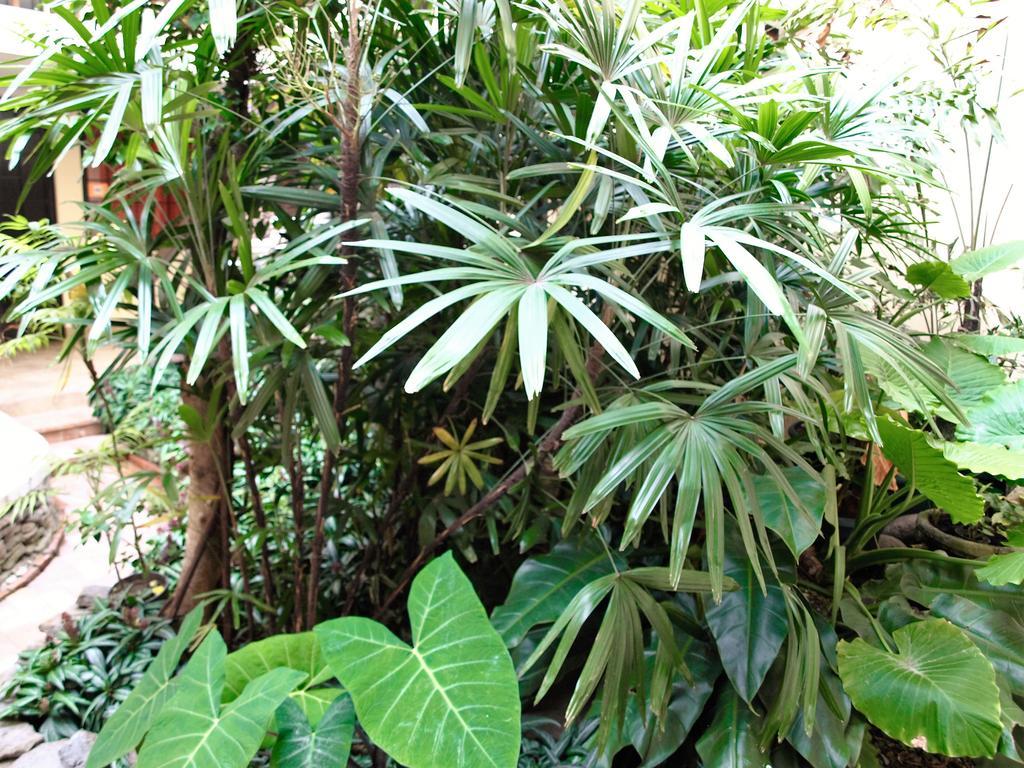 Hotel The Palm House Inn San Jose  Exterior foto